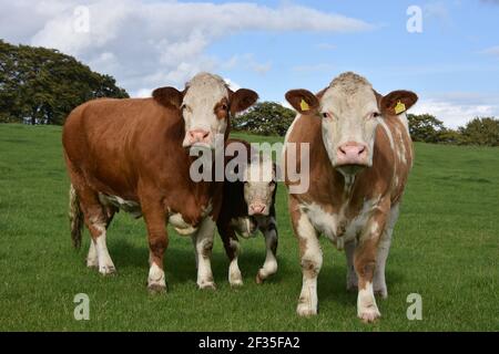 Simmental Cattle, Armadale, West Lothian, Schottland Stockfoto