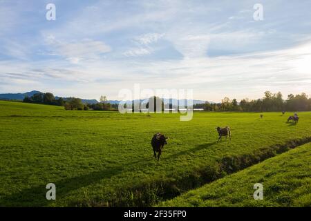 Eistobel Walk in Bayern Stockfoto