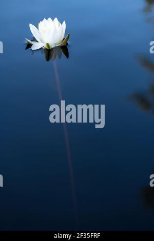 Schöne Wasserpflanze, weiße Seerose Nymphaea alba in einem sauberen, ruhigen See im Wald. Speicherplatz kopieren. Stockfoto