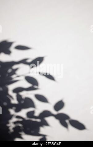 Schatten der Blätter an einer weißen Wand Stockfoto
