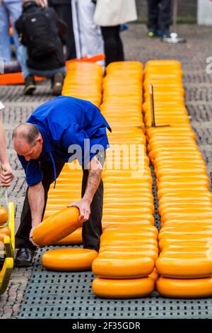 Kauf und Verkauf von Gouda Käsescheiben, auf dem Alkmaar Käsemarkt, Noord-Holland, Niederlande Stockfoto