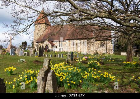 Frühling Narzissen in St. Laurence Church, Guestling, East Sussex, Großbritannien Stockfoto