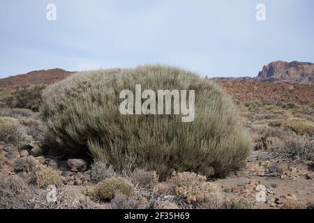 Das Tal des Fingers des gottes auf dem Insel teneriffa Stockfoto