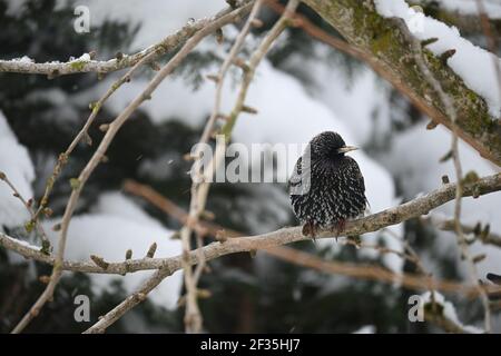 Starling auf einem Zweig im Winter Stockfoto