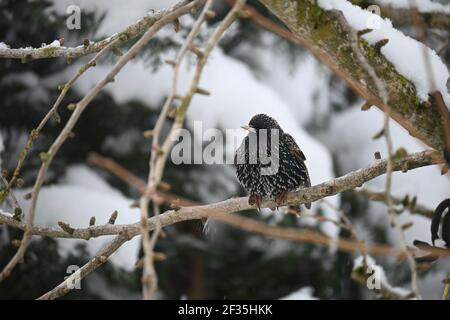 Starling auf einem Zweig im Winter Stockfoto