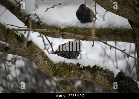 Stare (weiblich) sitzen auf einem Baum im Winter Stockfoto