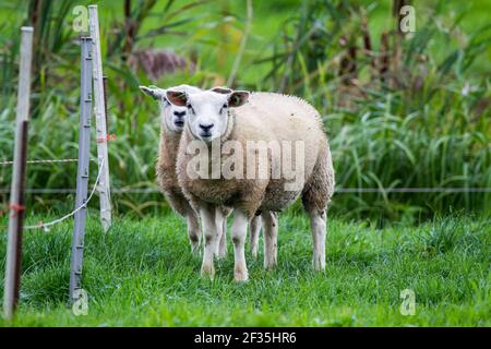 Ein Paar Schafe in Giethoorn fotografiert eine Stadt in der Provinz Overijssel, Niederlande Es befindet sich in der Gemeinde Steenwijkerland, abou Stockfoto