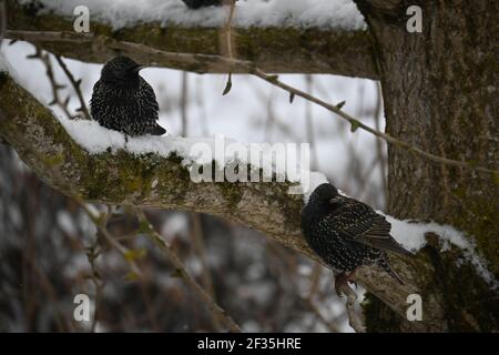 Stare (weiblich) sitzen auf einem Baum im Winter Stockfoto