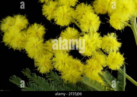 Blumenzusammensetzung. Mimosa Blume auf isoliertem Hintergrund, Frühlingskonzept. Stockfoto