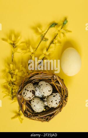 Wachteleier und ein gelber Forsythia Zweig auf gelbem Papier Hintergrund in einem minimalistischen Stil. Osterkonzept. Creative Flat Lay Draufsicht Copy Space tem Stockfoto