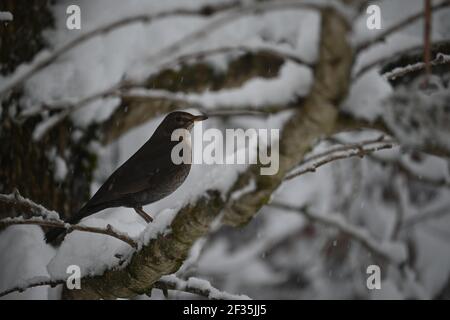 Amsel sitzt im Winter auf einem Zweig Stockfoto