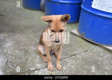 Hund, der tief in Gedanken verirrend ist Stockfoto