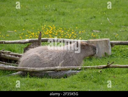 Die Capybara ein riesiger, in Südamerika heimischer Nagetier Ist das größte lebende Nagetier der Welt Stockfoto