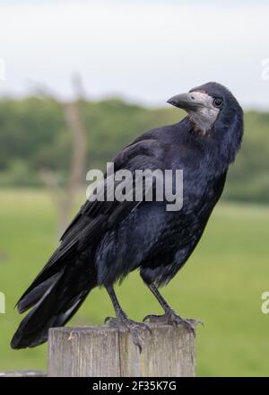 Porträt einer Rotte corvus frugilegus thront auf einem Zaun Post Stockfoto