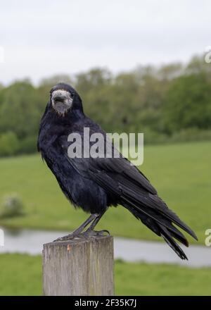 Porträt einer Rotte corvus frugilegus thront auf einem Zaun Post Stockfoto