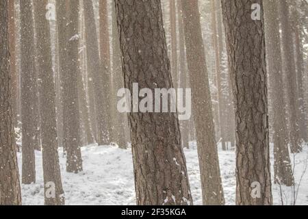 Eine schöne Winterlandschaft mit vielen Bäumen Stockfoto