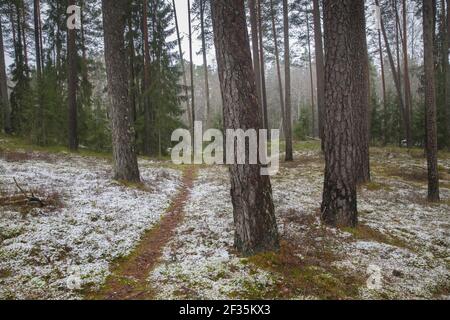 Eine schöne Winterlandschaft mit vielen Bäumen Stockfoto