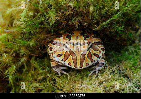 Fantasy Horned Frog, Ceratophrys cornuta, Argentinien, Südamerika, Credit:Robert Thompson / Avalon Stockfoto