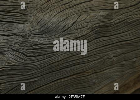 Sri Lanka Baumstruktur, Hintergrund, gealterter Baum Stockfoto