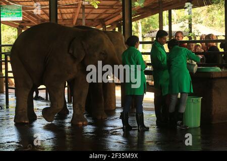 Pinnawala Elephant Orphanage, Sri Lanka Stockfoto
