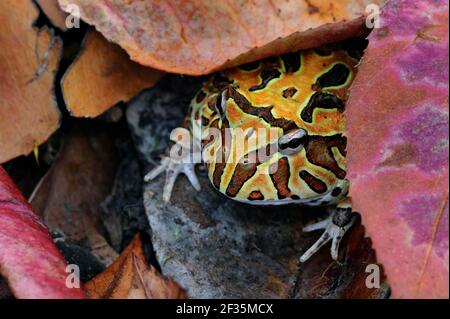 Fantasy Horned Frog, Ceratophrys cornuta, Argentinien, Südamerika, Credit:Robert Thompson / Avalon Stockfoto