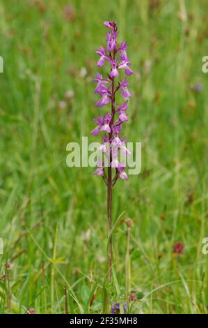 Robuste Sumpforchidee, Dactylorhiza elata, Wiesen und Hügel bei Colio, Picos de Europa, Spanien, Credit:Robert Thompson / Avalon Stockfoto