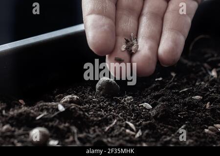Nahaufnahme von Fingern, die Samen in die Erde fallen lassen Stockfoto