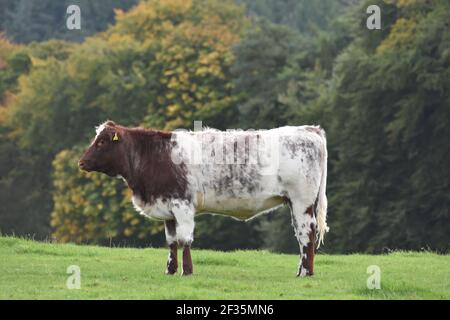 Shorthorn Cattle, Lanarkshire Stockfoto