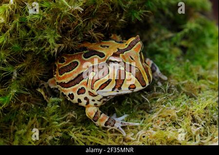 Fantasy Horned Frog, Ceratophrys cornuta, Argentinien, Südamerika, Credit:Robert Thompson / Avalon Stockfoto