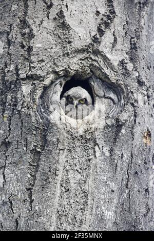 Hawk Owl - Küken Blick aus Nest Loch Surnia Ulula Nordfinnland BI014435 Stockfoto