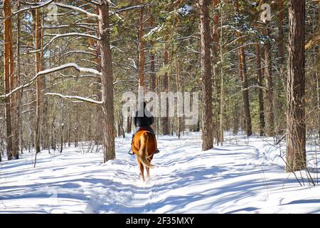 Der Mann geht in den Wintersport - Reiten, Spaziergänge mit Stöcken durch einen verschneiten Wald. Aktive Menschen in der Natur. Stockfoto