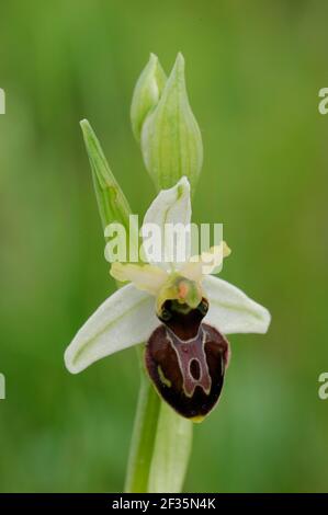 Orchidee, Ophrys castellana, Cuenca, Spanien, Quelle:Robert Thompson / Avalon Stockfoto