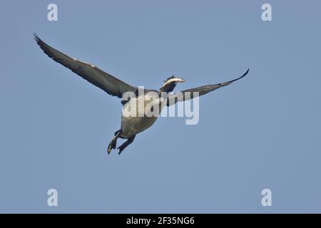 Red Throated Diver - im Flug mit Fisch Gavia stellata Finnland BI014981 Stockfoto