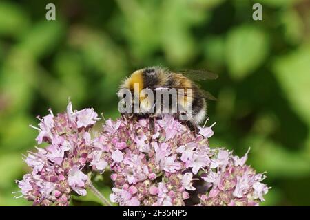 Männliche Weißschwanzhummel (Bombus lucorum), Familie Apidae auf den Blüten von süßem Majoran (Origanum). Familie Mints (Labiatae von Lamiaceae). Juli Stockfoto