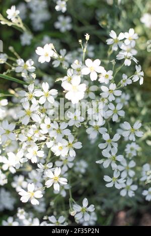 Verfilztes Hornkraut, Cerastium tomentosum, im Frühjahr Stockfoto