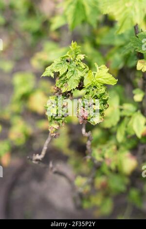 Beschädigte Blätter der Johannisbeergallaphide auf dem Busch im Sommer. Gartenschädlinge Stockfoto