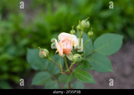 Eine nostalgische Hybride der Chippendale Tea Rose. Eine schöne Knospe von gelb-rosa Rosen im Sommergarten. Rosengarten. Stockfoto