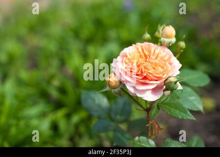Nostalgische Hybridrose Chippendale. Schöner Busch von gelben rosa Rosen in einem Sommergarten. Rosengarten. Stockfoto