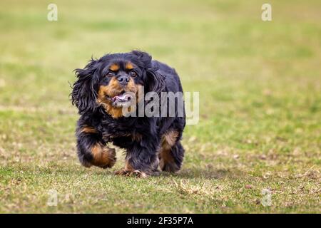Schwarz und tan Cavalier King Charles Spaniel in den Park. Grüne Gras Hintergrund mit Platz für Text. Stockfoto