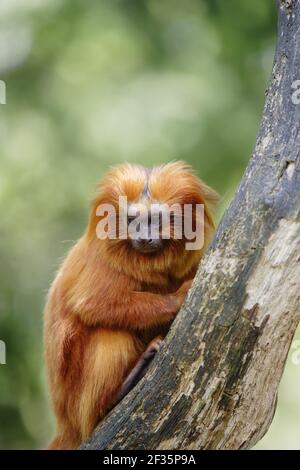 Goldener Löwe TamarinLeontopithecus rosalia rosalia Apenheul Niederlande MA001473 Stockfoto