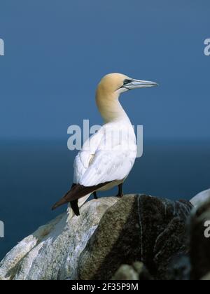 GANNET thront auf Felsen Sula Bassana Saltee Islands, Co.Wexford, Irland, Credit: Robert Thompson / Avalon Stockfoto