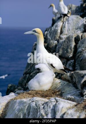 GANNET mit Jungtiere im Nest Sula bassana Juni Saltee Islands, Wexford, südöstlich von Irland, Credit:Robert Thompson / Avalon Stockfoto