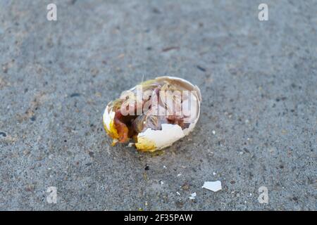 Ein zerbrochenes Taubenei mit einem toten Küken auf dem Gehweg Stockfoto