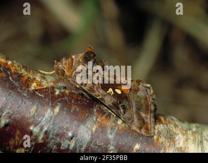 SCHÖNE GOLDENE MOTTE Autographa pulchrina auf Rinde Juni Oxford Island Nature Reserve, Lough Neagh, in der Nähe von Lurgan, Armagh, S Ulster, Kredit:Robert Stockfoto