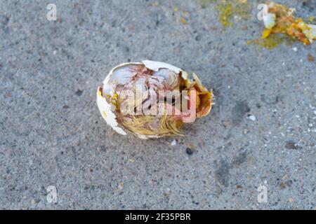 Ein zerbrochenes Taubenei mit einem toten Küken auf dem Gehweg Stockfoto