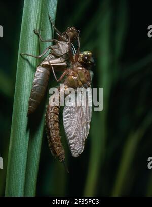 HAIRY DRAGONFLY Sequence 5/7 Brachytron pratense adult Emerging from Nymph, Credit:Robert Thompson / Avalon Stockfoto