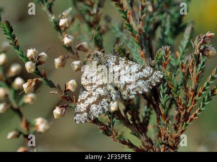 GEMEINE HEIDEMOTTE Weibchen Ematurga atomaria atomaria auf Nadelbaum Mai Brackagh Bog, Portadown, Armagh, südlicher Ulster, Credit:Robert Thomp Stockfoto