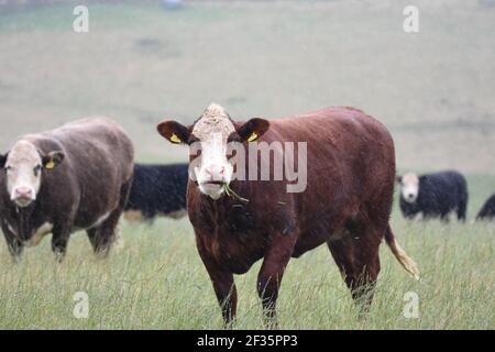 Hereford & Black Baldy Cattle, Tranent, Mid Lothian Stockfoto