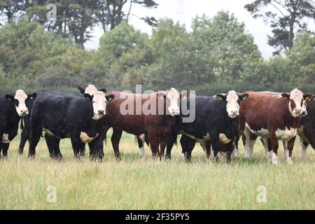 Hereford & Black Baldy Cattle, Tranent, Mid Lothian Stockfoto