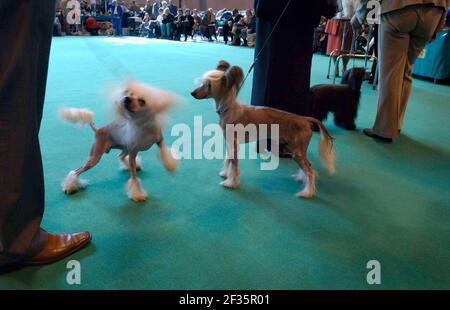 AM 2. TAG DER CRUFTS HUNDEAUSSTELLUNG IM NEC IM BIRMINGHAM,11. MÄRZ 2005 PILSTON Stockfoto